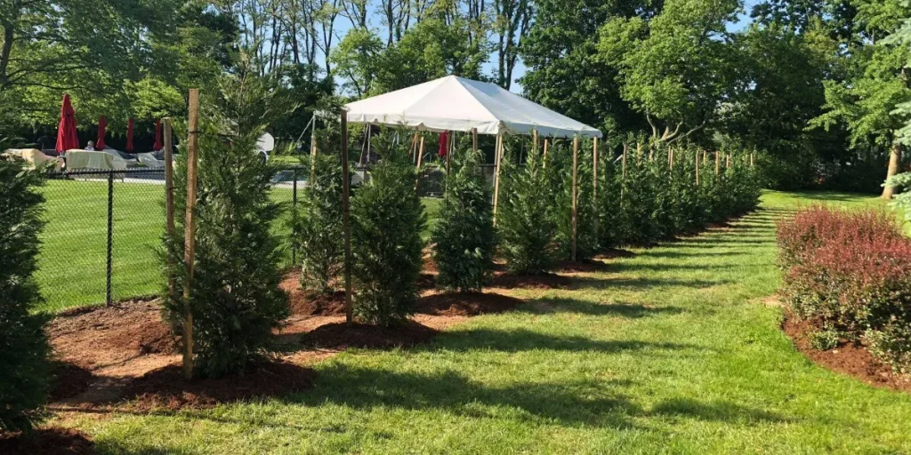 Best Privacy Plantings for Homes in Central New Jersey (What Actually Works)